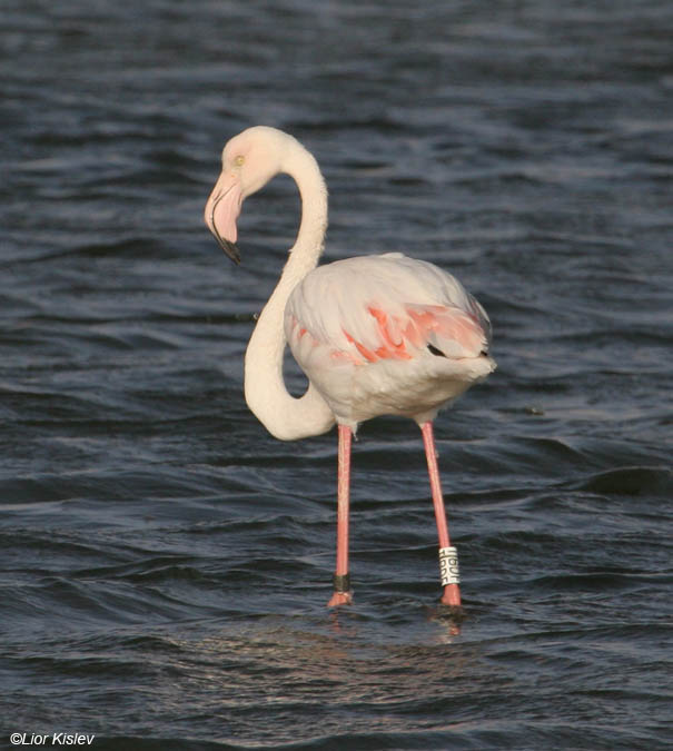 פלמינגו מצוי  Greater Flamingo  Phoenicopterus ruber             (עם טבעת תורכית)        בריכות המלח באילת,אוקטובר 2007.